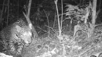 Onça-pintada é flagrada no quintal de casa de biólogos em Chapada dos Guimarães (MT); veja