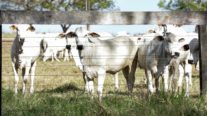 Mato Grosso vacina 99,67% do rebanho de bovinos e bubalinos contra febre aftosa