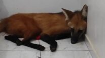 Em aparição rara, lobo-guará é encontrado em quarto de casa em MT