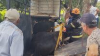 Bombeiros resgatam cavalo que ficou preso em ferragens de trailer de transporte