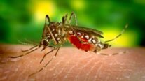 Número de mortes por dengue em MT dobram em um mês; veja cidades afetadas