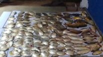 Sema apreende 119 kg de peixes de espécies proibidas e fora da medida em Santo Antônio de Leverger