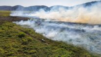 Organizações enviam carta pedindo ajuda internacional para combate de incêndios no Pantanal de MT e MS