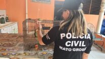 Polícia Civil deflagra nova fase da Operação Sansão para apurar denúncias de maus-tratos a animais