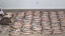 PM apreende 152 unidades de pescado irregular e prende homem por crime ambiental