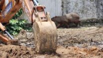 Bombeiros resgatam capivara que estava em área residencial